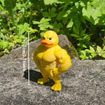 1Pc Muscle Duck Statue - 3D Desktop Decor, Cute Bookshelf Whimsical Figurine, Multifunctional Indoor/Outdoor Decoration