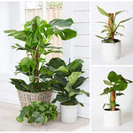 30/40/50Cm Plant Climbing Coir Totem Pole Safe Gardening Coconut Stick for Climbing Plants Vines and Creepers Plant Support